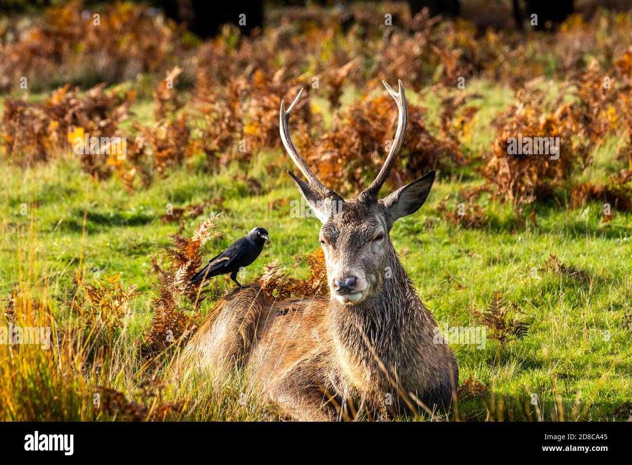 Portrait d'un cerf dans le parc Richmond Banque D'Images