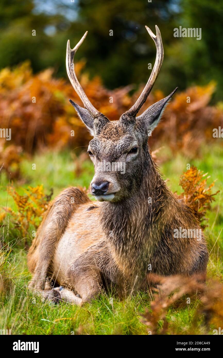 Portrait d'un cerf dans le parc Richmond Banque D'Images