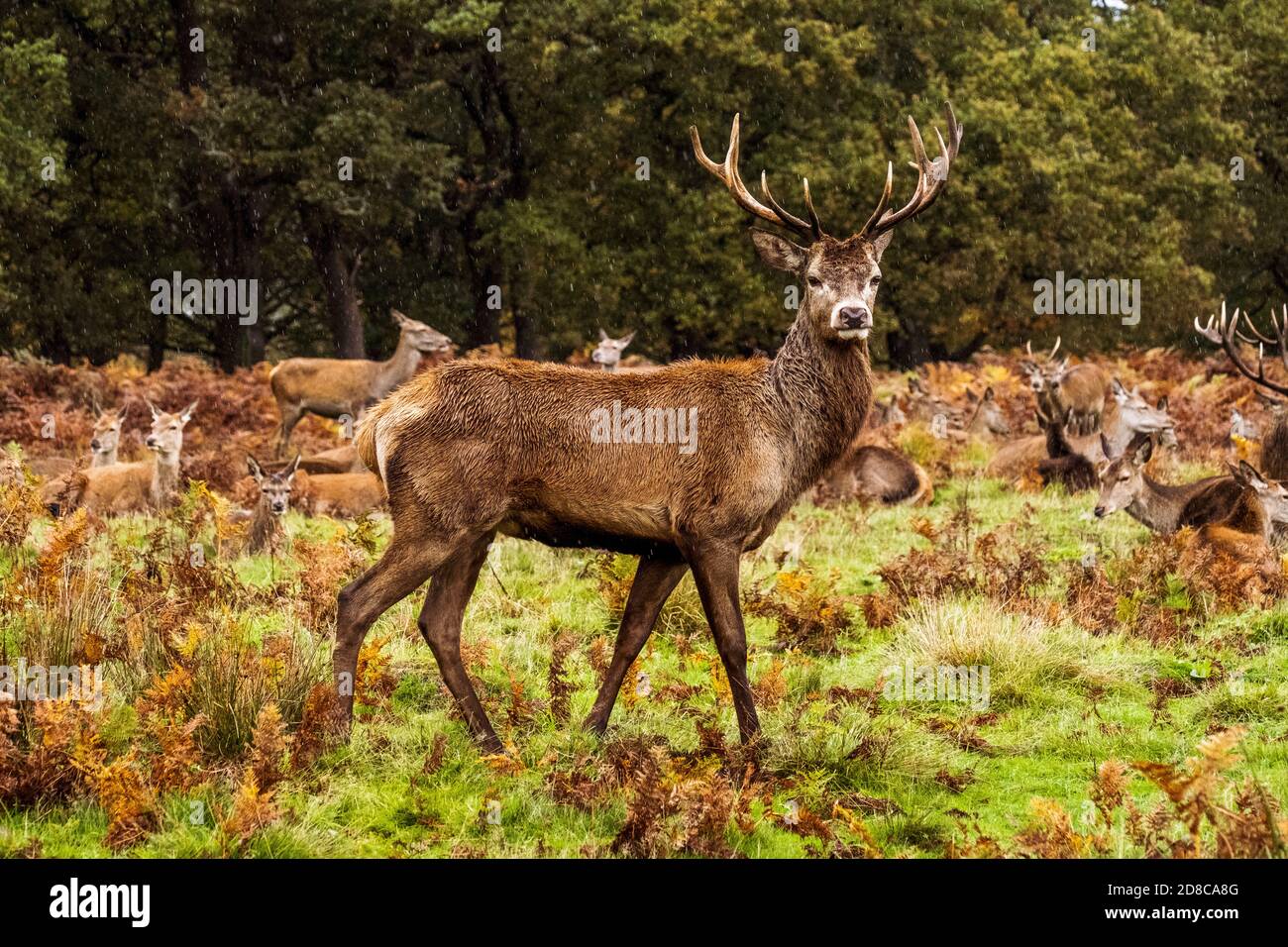 Portrait d'un cerf dans le parc Richmond Banque D'Images