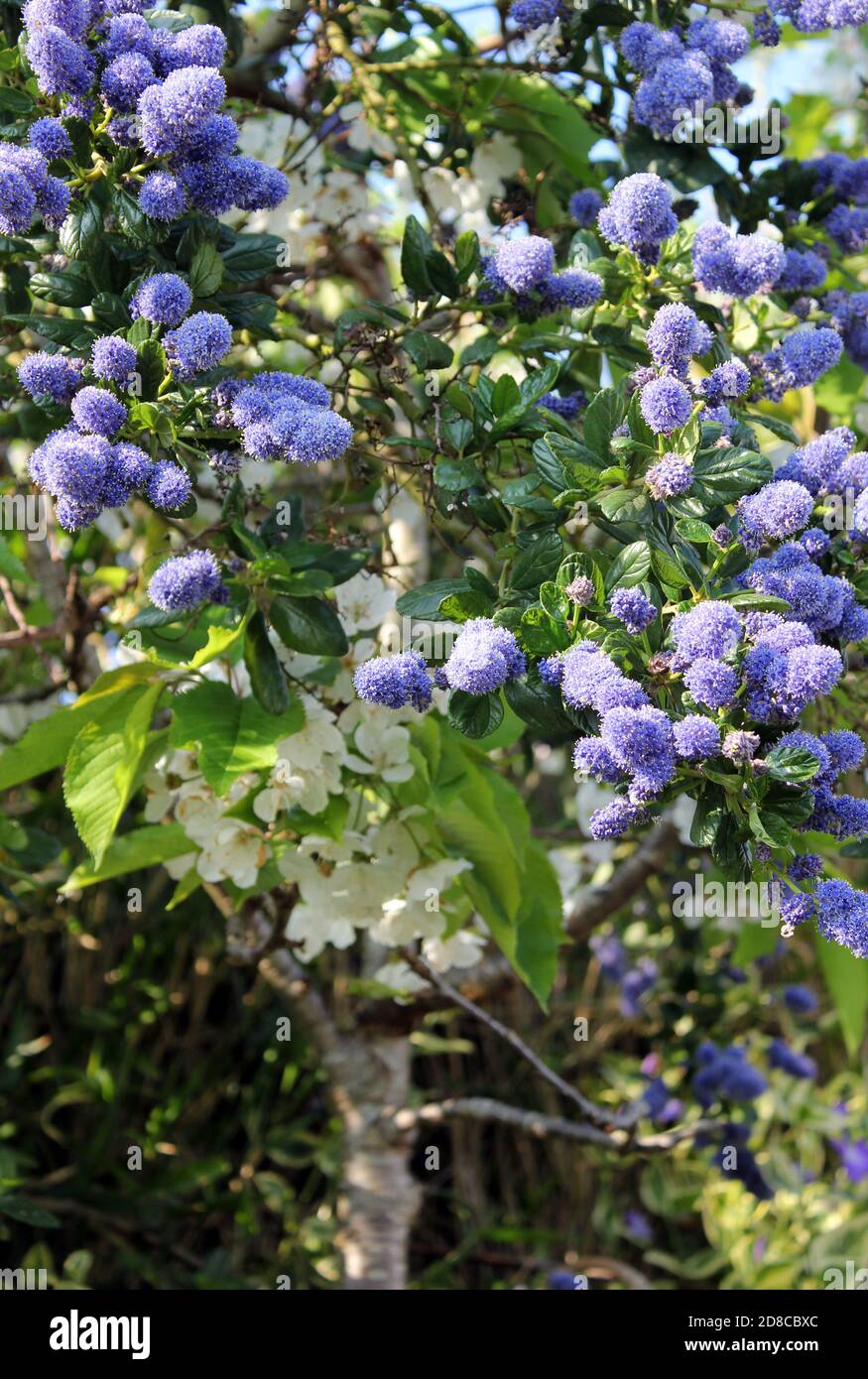 Arbuste à fleurs Ceanothus Yankee point 'californien lilas' sous le soleil d'automne Banque D'Images