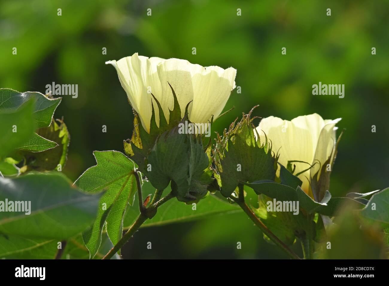 Fleurs de coton - macro Banque D'Images