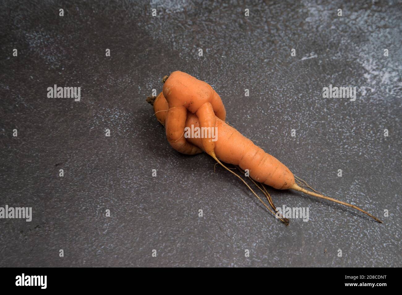 Deux racines de carottes déformées et moches fusionnées sur un fond sombre . Un lieu pour une copie d'espace. Orientation horizontale Banque D'Images