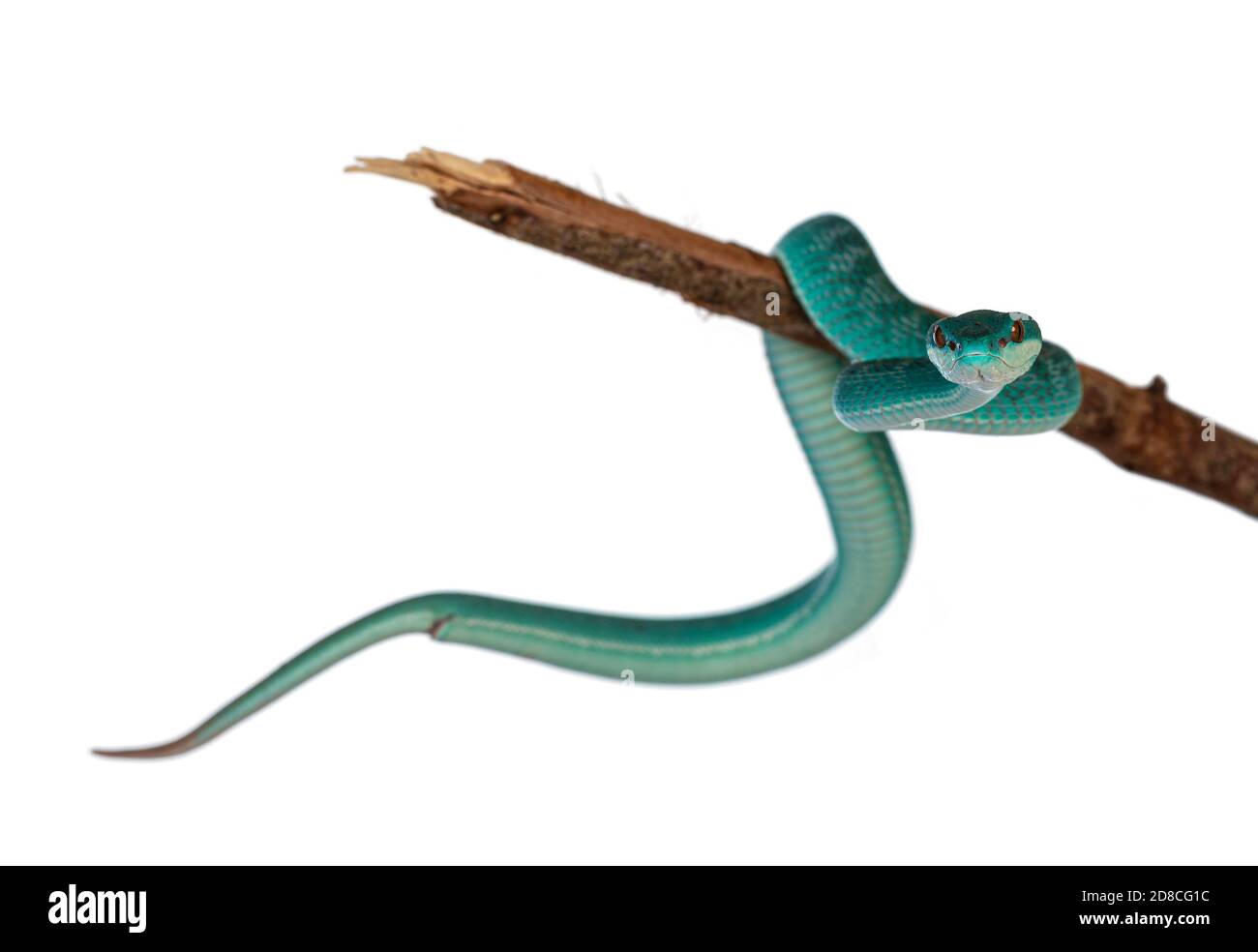Bebe Male Bleu Blanc A Levres Pitviper Aka Trimeresurus Insularis Serpent Courbe Autour De Branche En Bois Isole Sur Fond Blanc Photo Stock Alamy