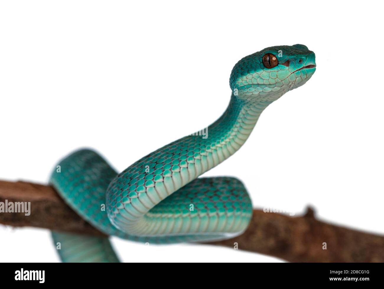 Bébé mâle Bleu blanc à lèvres Pitviper aka Trimeresurus insularis serpent, courbé autour de branche en bois. Isolé sur fond blanc. Banque D'Images