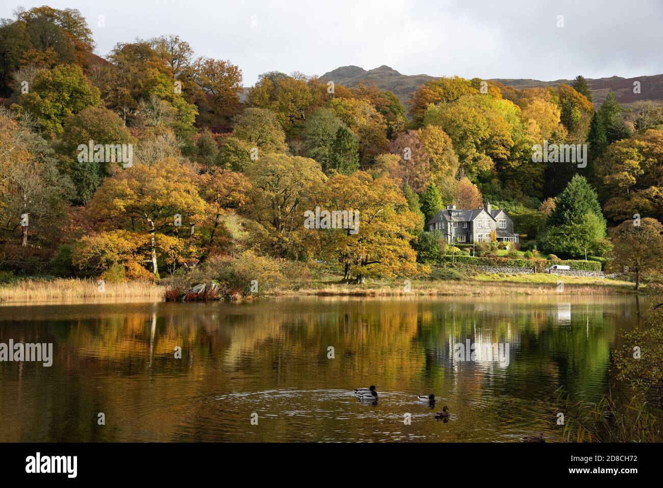 Couleurs d'automne, Rydal Water, Ambleside, Cumbria dans le Lake District. Banque D'Images