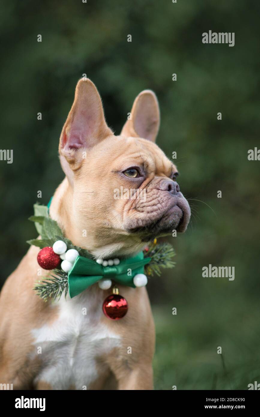 Portrait du fauve rouge chien Bulldog français portant Noël saisonnier col avec noeud vert sur fond vert flou Banque D'Images