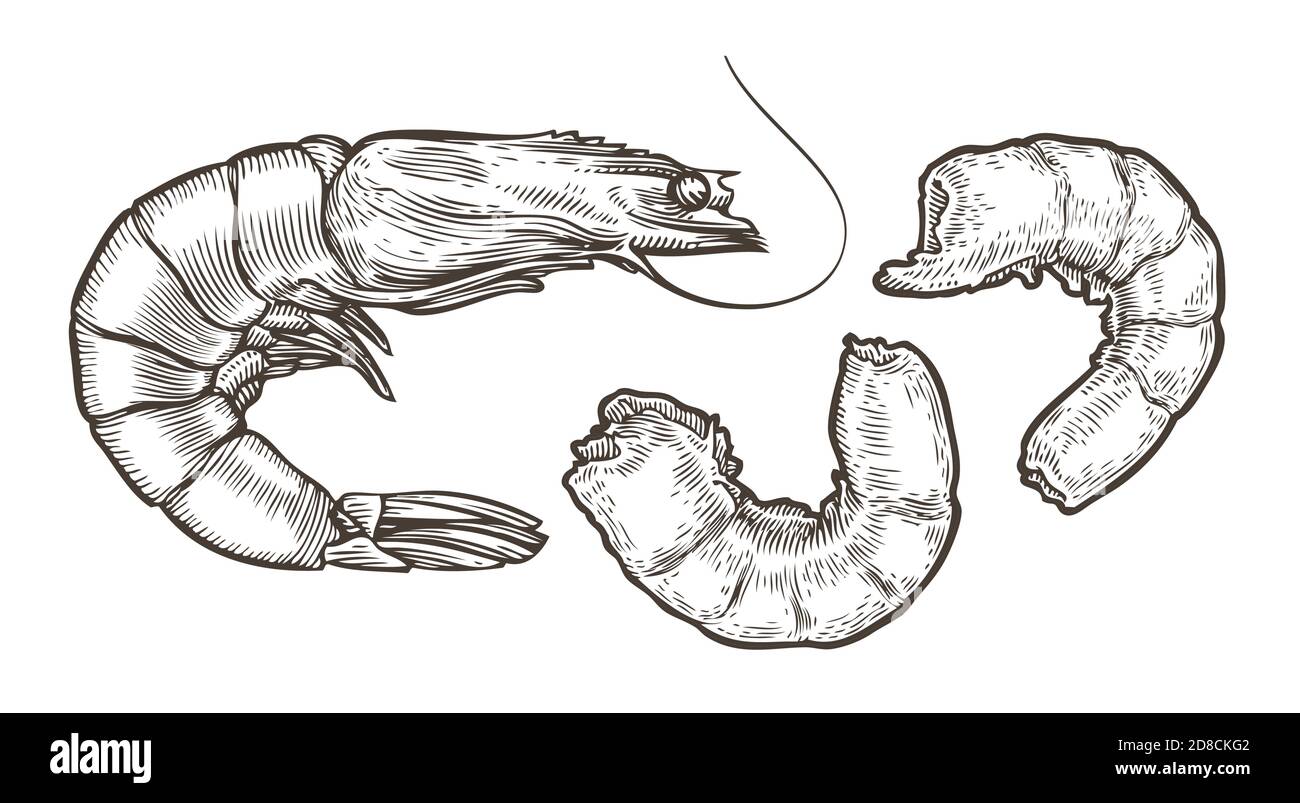 Croquis de crevettes. Fruits de mer, illustration vectorielle vintage alimentaire Illustration de Vecteur