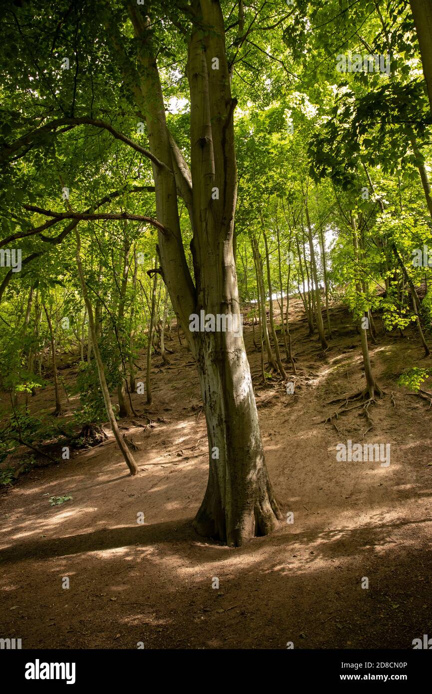 Royaume-Uni, Angleterre, Lincolnshire Wolds, Louth, Hubbard’s Hills, Beech boisés sur une pente dans un parc de campagne Banque D'Images