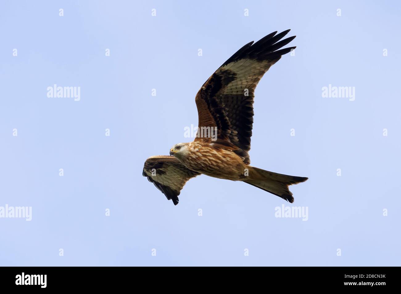Red Kite (Milvus milvus) en vol à l'affût de la carrion au-dessus de la plaine de Salisbury, Wiltshire Angleterre Royaume-Uni. Banque D'Images