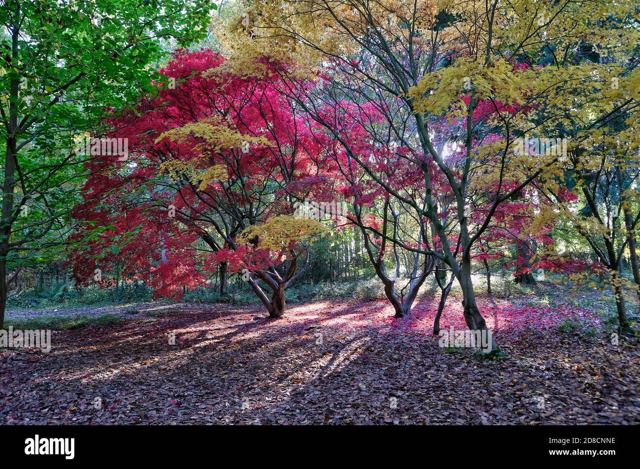 Belles couleurs d'automne prises dans le jardin d'automne, Queenswood, Herefordshire Banque D'Images