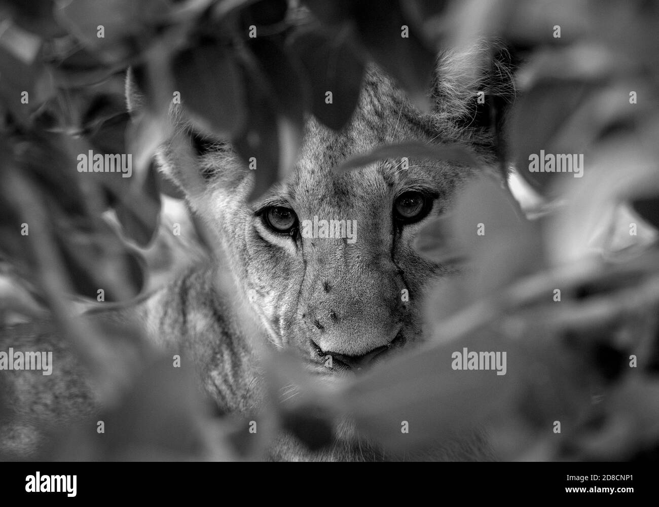 Lion (Panthera leo) Afrique Banque D'Images