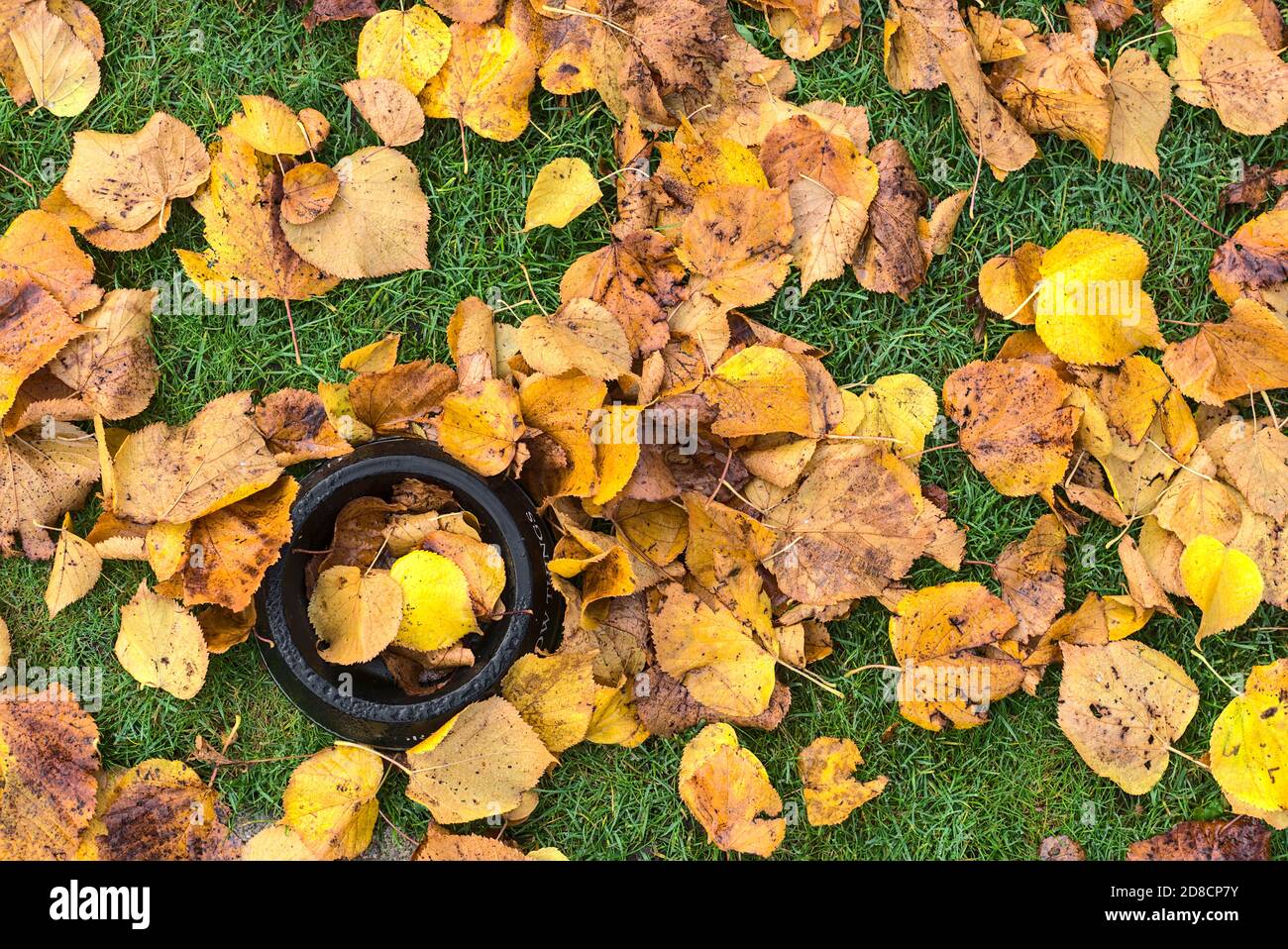 Bol à boisson pour chien noir recouvert de feuilles mortes mouillées à l'automne. Vue de dessus de l'assiette à boissons pour chiens sur fond de rosée matinale, Ballinteer, Dublin, Irlande Banque D'Images