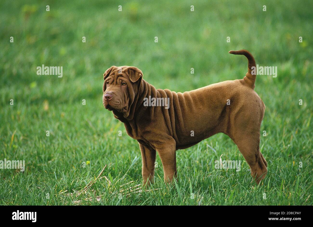 CHIEN SHAR PEI, ADULTE DEBOUT SUR L'HERBE Banque D'Images