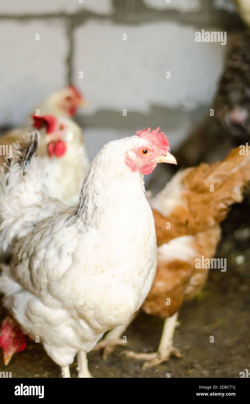 coop de poulet à la ferme dans le village Banque D'Images