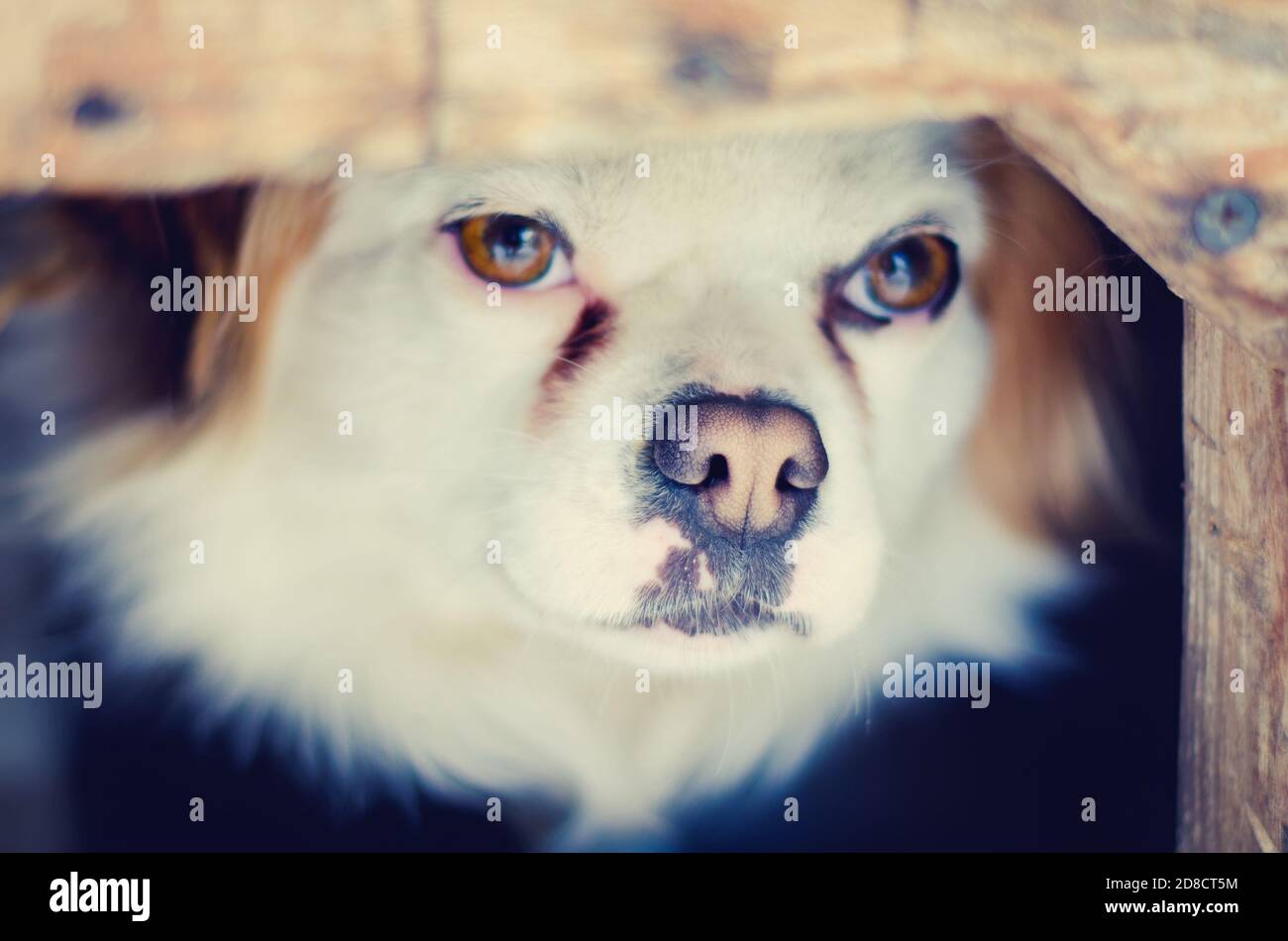 Portrait de chien domestique solitaire libre Banque D'Images