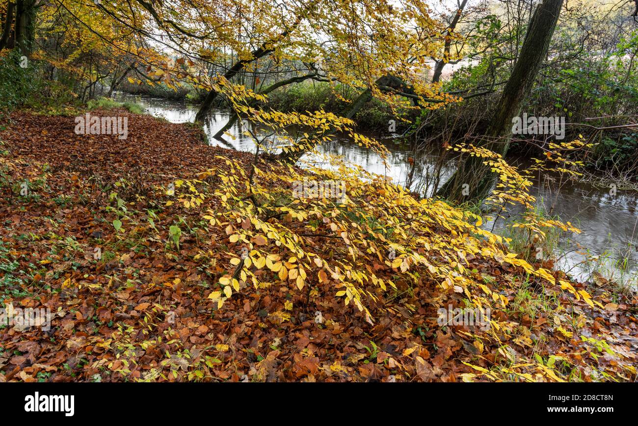 L'automne part dans les bois de Castle Hill de Pickering Banque D'Images