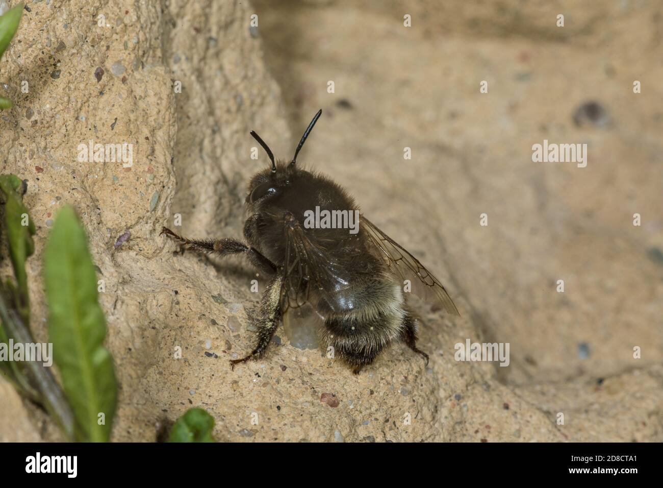 digger Bee, abeille fleur à pied poilue (Anthophora plagiata, Anthophora parietina), creusant une grotte pour son nid, Allemagne Banque D'Images