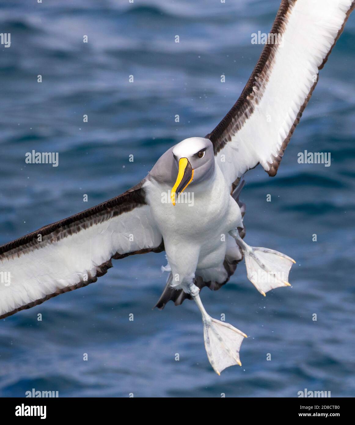 Albatros de Buller du Nord, albatros de Buller, mollymawk de Buller (Thalassarche bulleri platei, Thalassarche platei), atterrissage adulte sur l'eau Banque D'Images