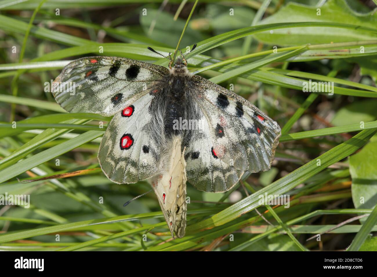 Phoebus Apollo, petit Apollon (Parnassius phoebus), deux petits Apollos dans une herbe, Allemagne Banque D'Images