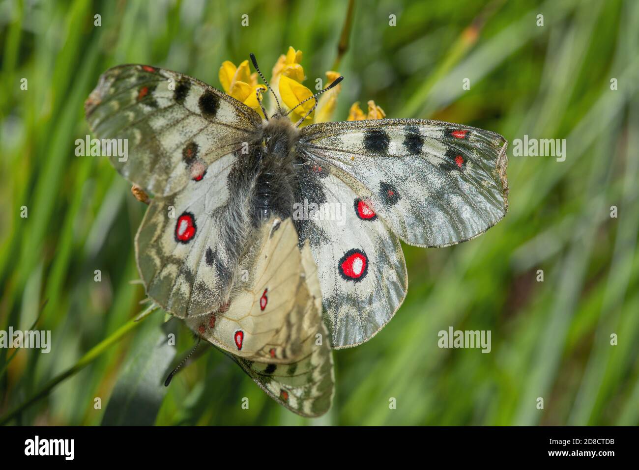 Phoebus Apollo, petit Apollon (Parnassius phoebus), deux petits Apollos à une fleur jaune, Allemagne Banque D'Images