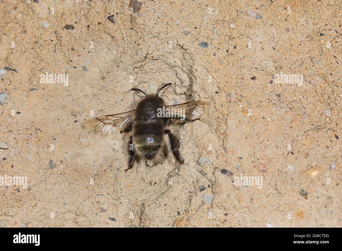 digger Bee, abeille fleur à pied poilue (Anthophora plagiata, Anthophora parietina), creusant une grotte pour son nid, Allemagne Banque D'Images
