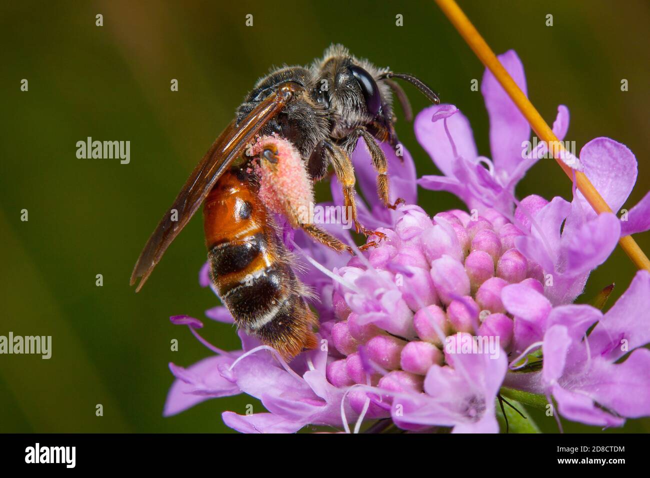 Grande abeille minière de Scabious (Andrena hattfiana), se trouve sur un scabieux, Allemagne Banque D'Images