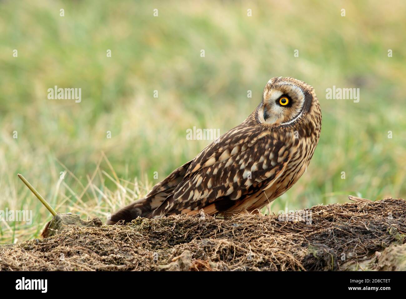 Hibou à courte vue (ASIO flammeus), perche sur un acre et regarde vers l'arrière, pays-Bas, Hollande du Sud Banque D'Images