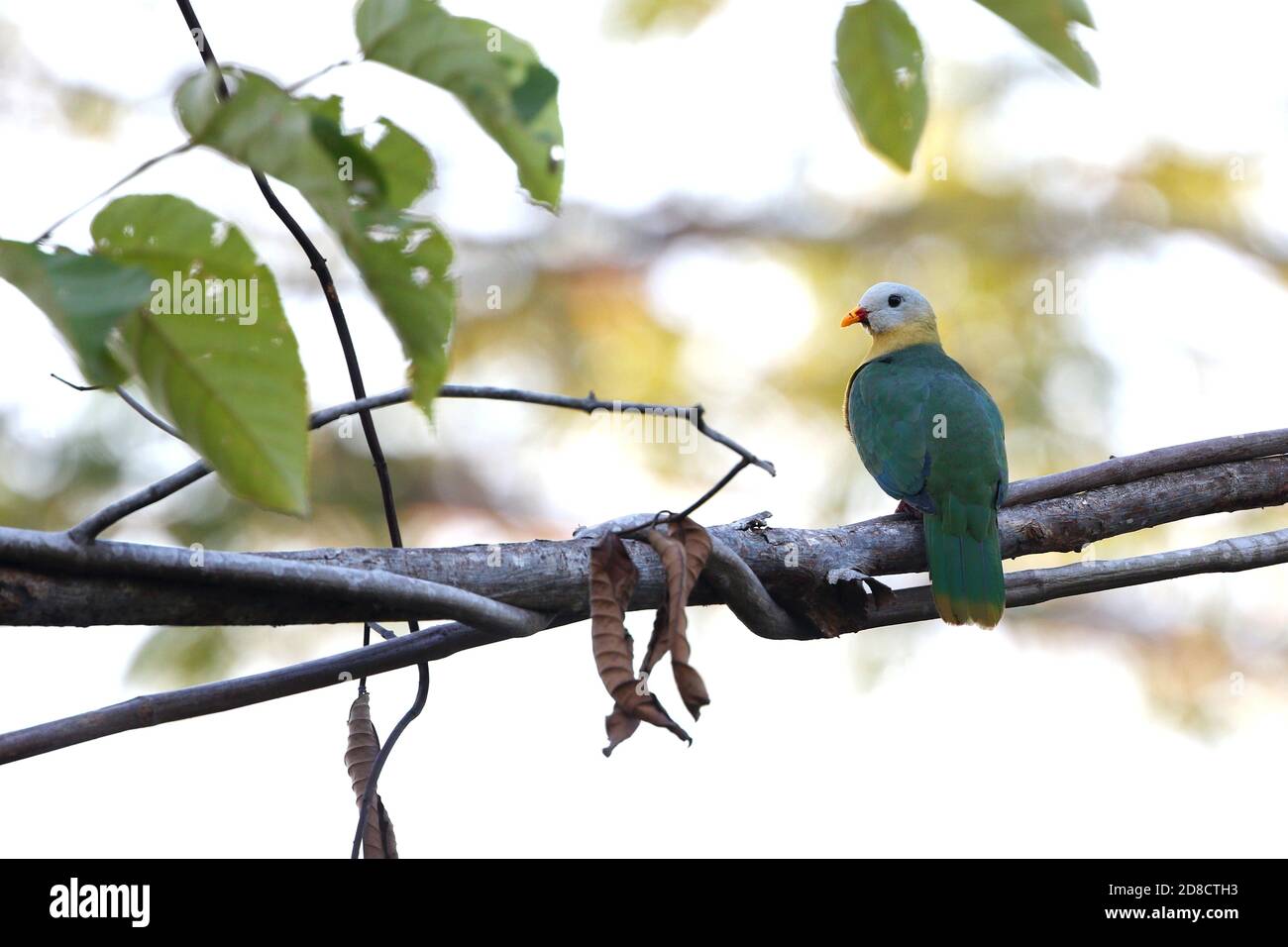 Dove aux fruits de Sula (Ptilinopus mangoliensis), perchée sur une branche, Indonésie, Moluques, Régence des îles de Sula, Taliabu Banque D'Images