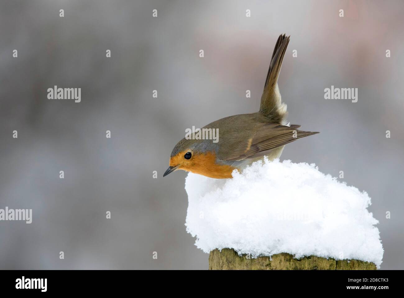 Robin européen (erithacus rubecula), assis dans la neige, pays-Bas Banque D'Images