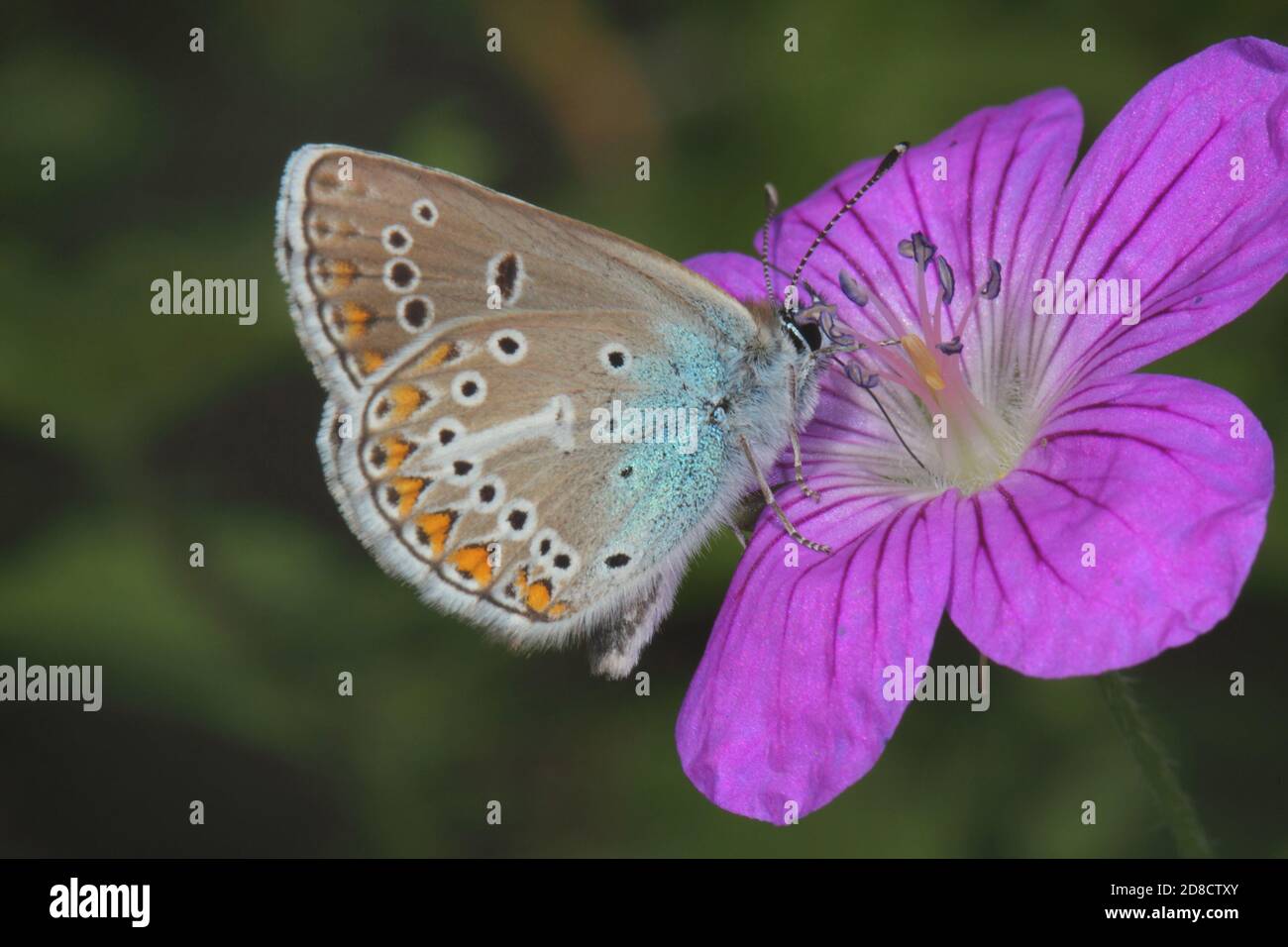 Le géranium Argus (Aricia eumedon, Eumedonia eumedon, Plebejus eumedon, Plebeius eumedon, Lycaena eumedon), siège sur Geranium, Allemagne Banque D'Images