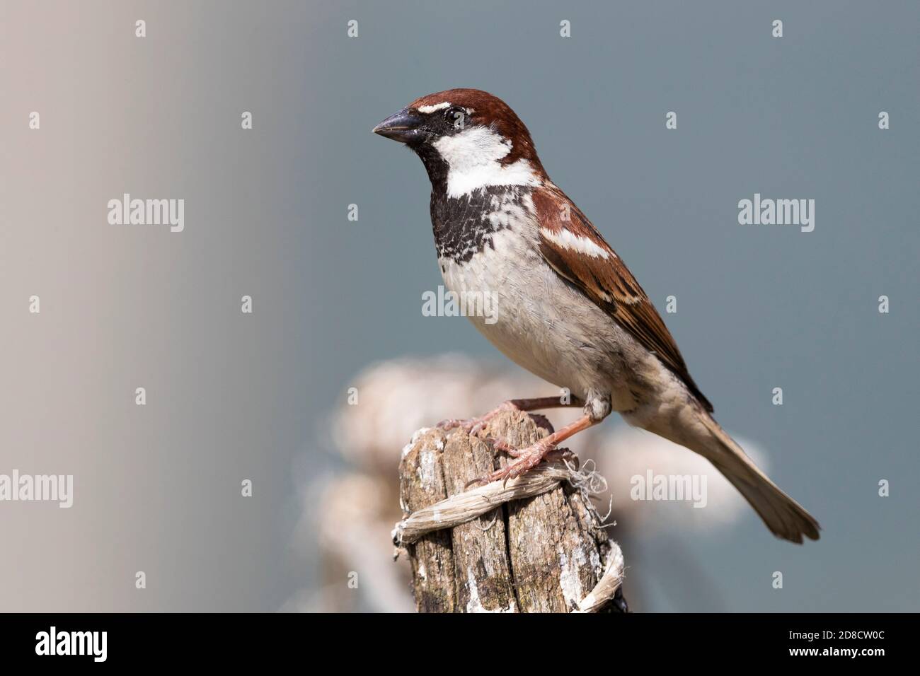 Bruant italien, Bruant cisalpine (Passer italiae), perching mâle sur une pile de bois, Italie Banque D'Images