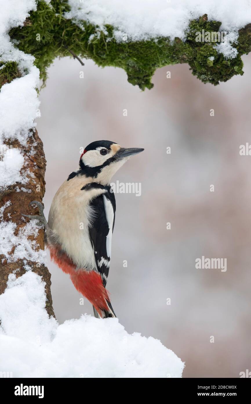 Grand pic à pois (Picoides Major, Dendrocopos Major), perchage d'un mâle dans un tronc d'arbre en hiver, pays-Bas Banque D'Images