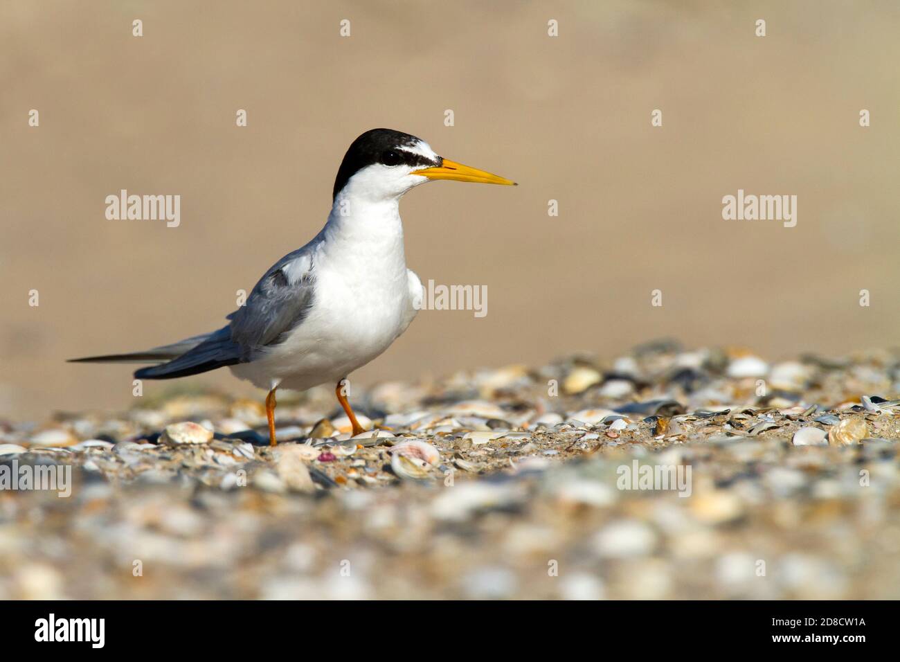 Petite sterne (Sterna albifrons, Sternula albifrons), adulte debout sur la plage, Espagne Banque D'Images