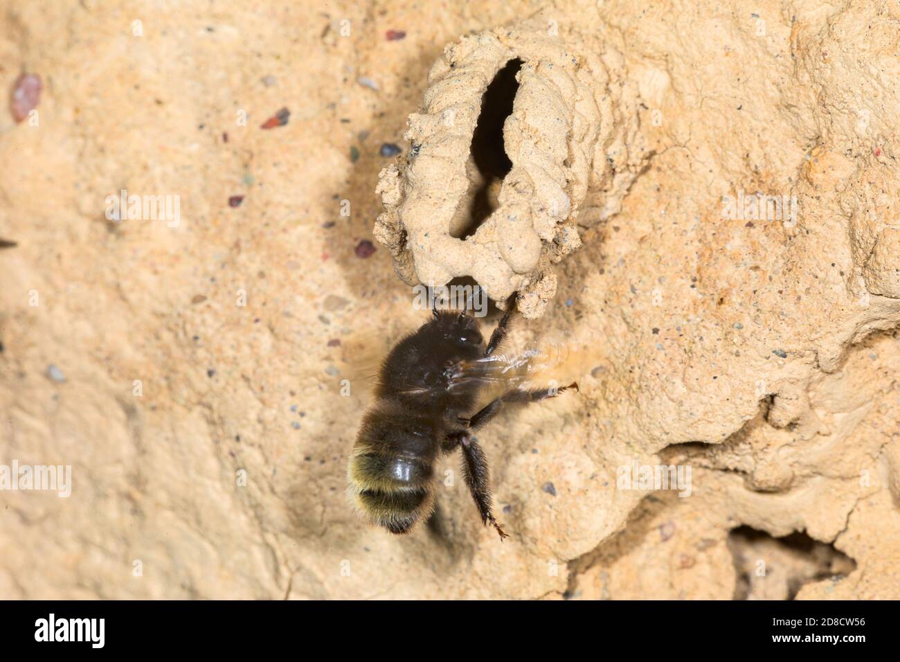 l'abeille digger, abeille fleur à pied poilue (Anthophora plagiata, Anthophora parietina), construit l'entrée de son nid, l'Allemagne Banque D'Images