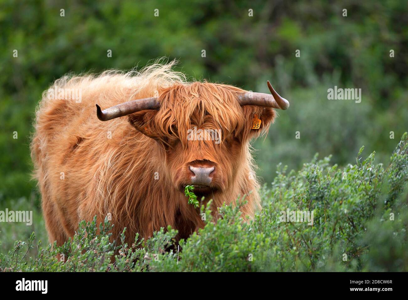 Bovins écossais des Highlands, Kyloe, vache des Highlands, Heelan coo (Bos primigenius F. taurus), se nourrissant à un arbuste, Belgique, Flandre Occidentale, Westhoek, de panne Banque D'Images