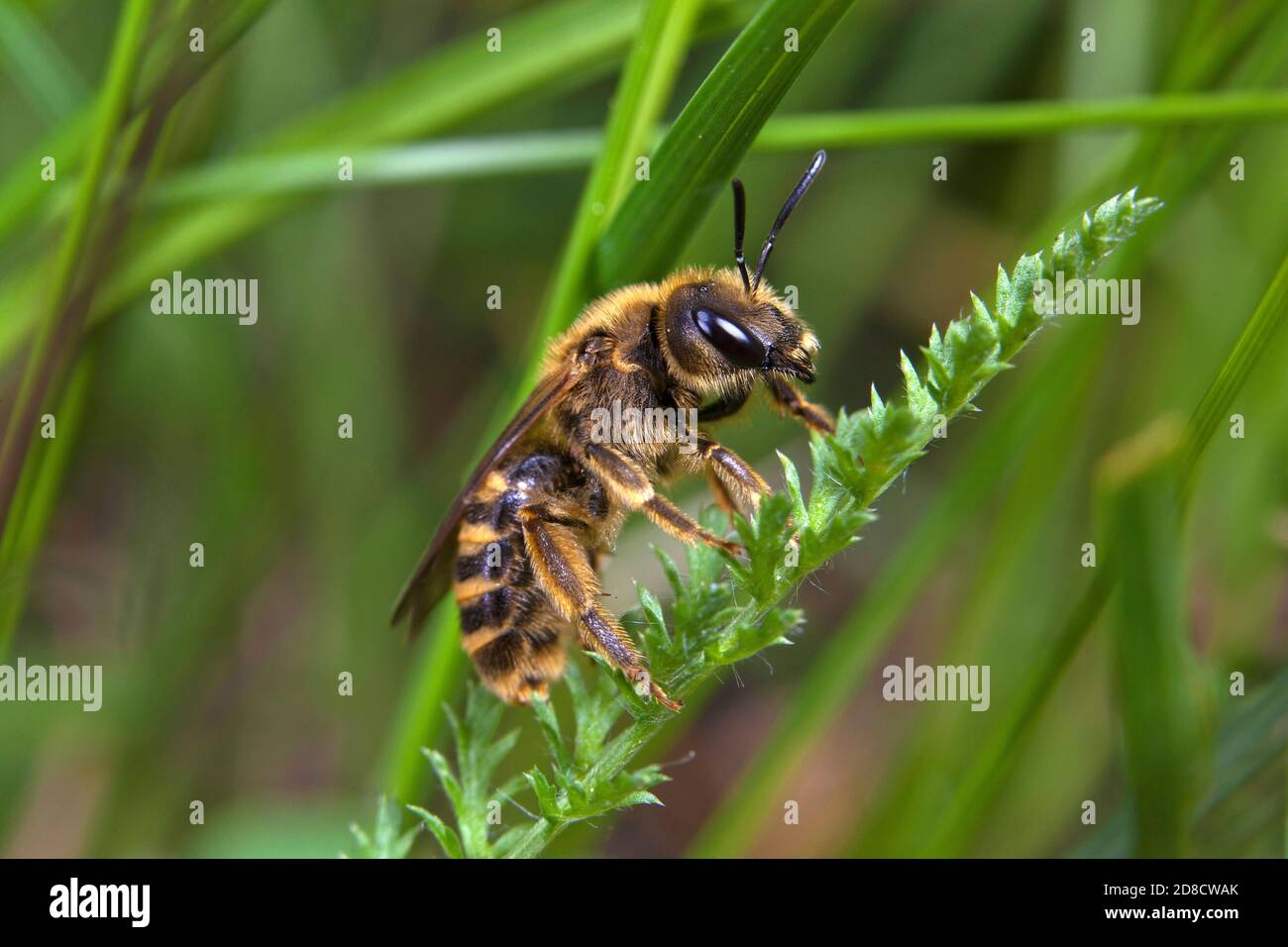 Six-sillon bagués2170 (Halictus sexcinctus), Femme, Allemagne Banque D'Images