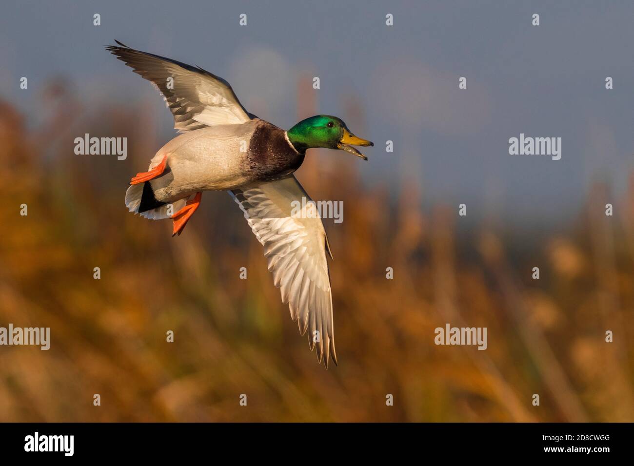 mallard (Anas platyrhynchos), homme en vol, Italie, Piana fiorentina Banque D'Images