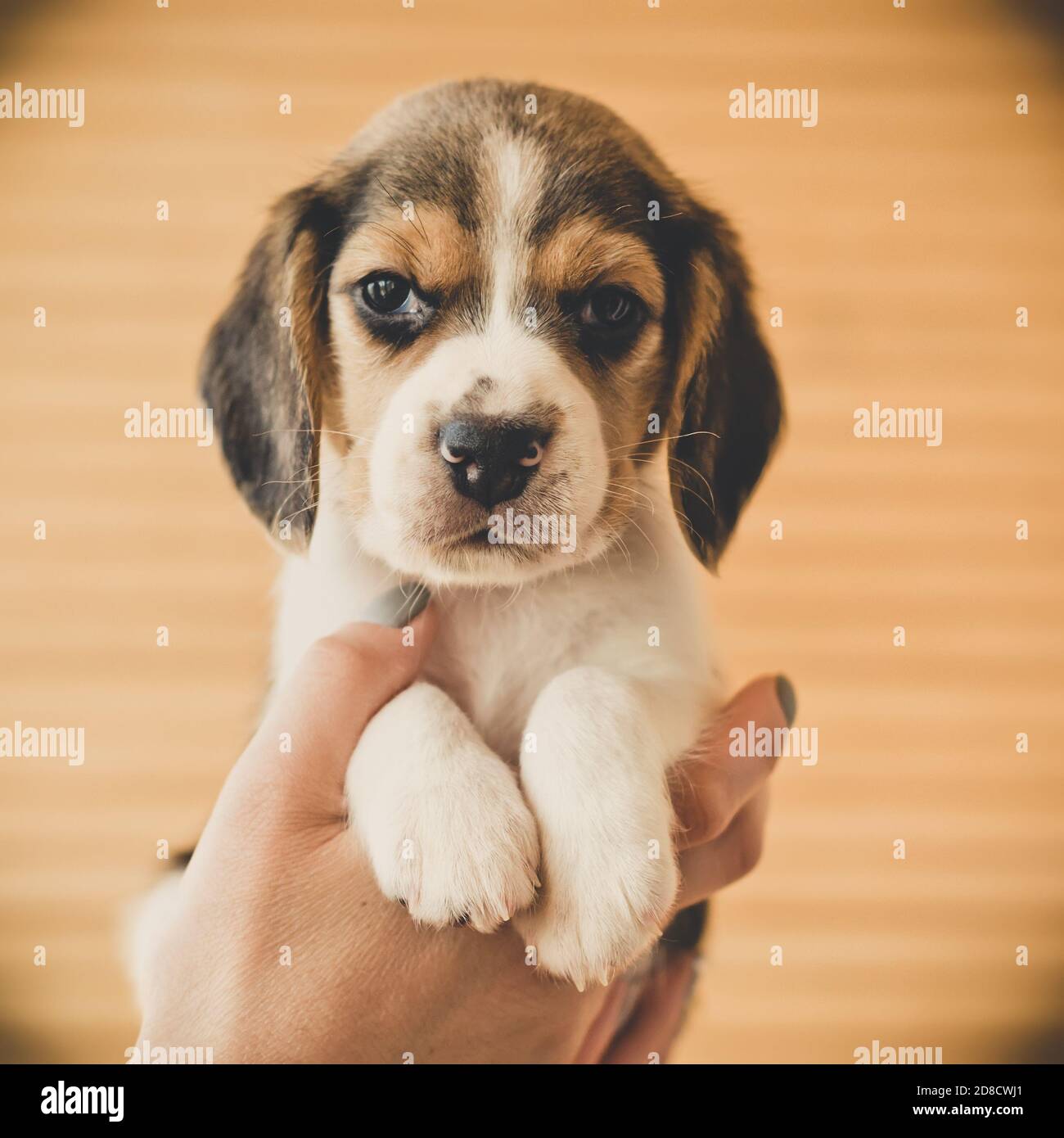 Mignon chiot beagle sur les mains Banque D'Images