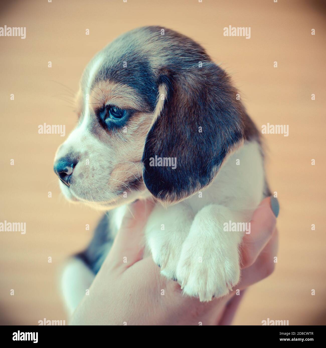 Mignon chiot beagle sur les mains Banque D'Images
