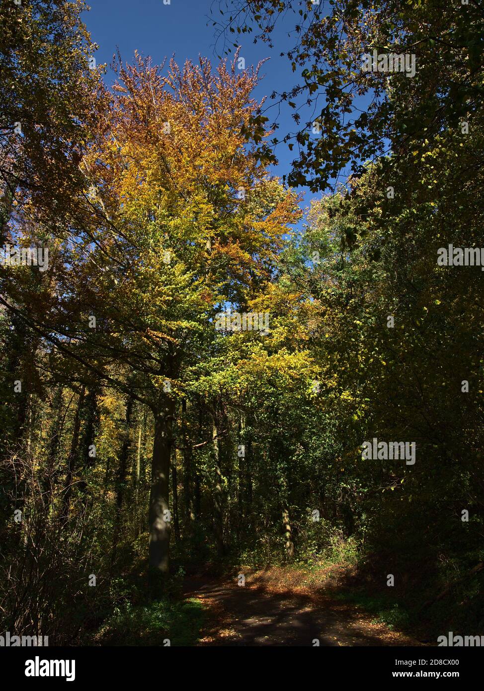 Vue verticale d'un immense hêtre en automne outre d'une route forestière avec belle couronne colorée et feuilles en fondu dans une forêt à Kaiserstuhl. Banque D'Images