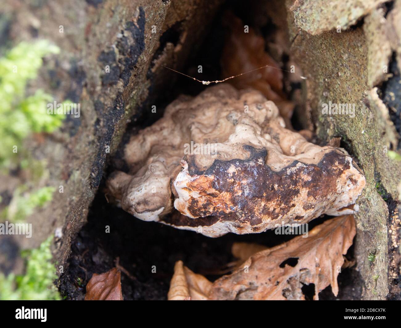 Champignon de la cendre fragile, scientifiquement nommé Kretzschmaria deusta, poussant sur une racine d'arbre Banque D'Images