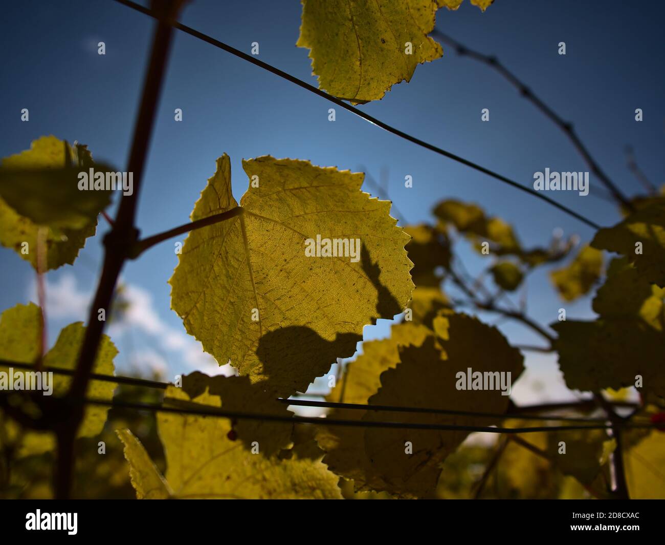 De belles feuilles de vigne colorées en décoloration en contre-jour avec ciel bleu et peu de nuages sur un vignoble à Kaiserstuhl, Allemagne en automne. Banque D'Images