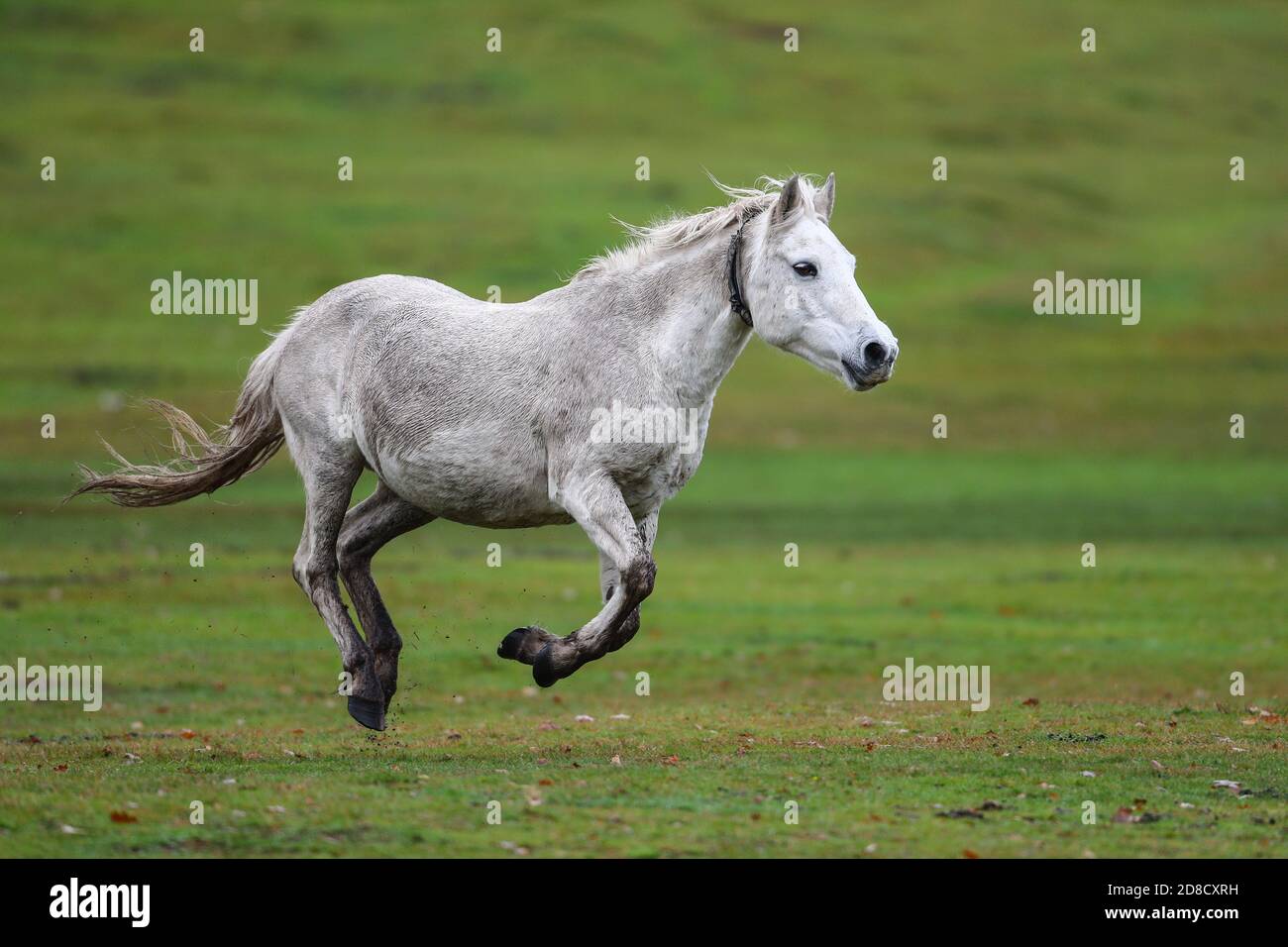 New Forest, Hampshire. 29e Ocotber 2020. Un poney de la Nouvelle forêt galopant lors d'une journée humide et grise à Lyndhurst dans la Nouvelle forêt. Banque D'Images