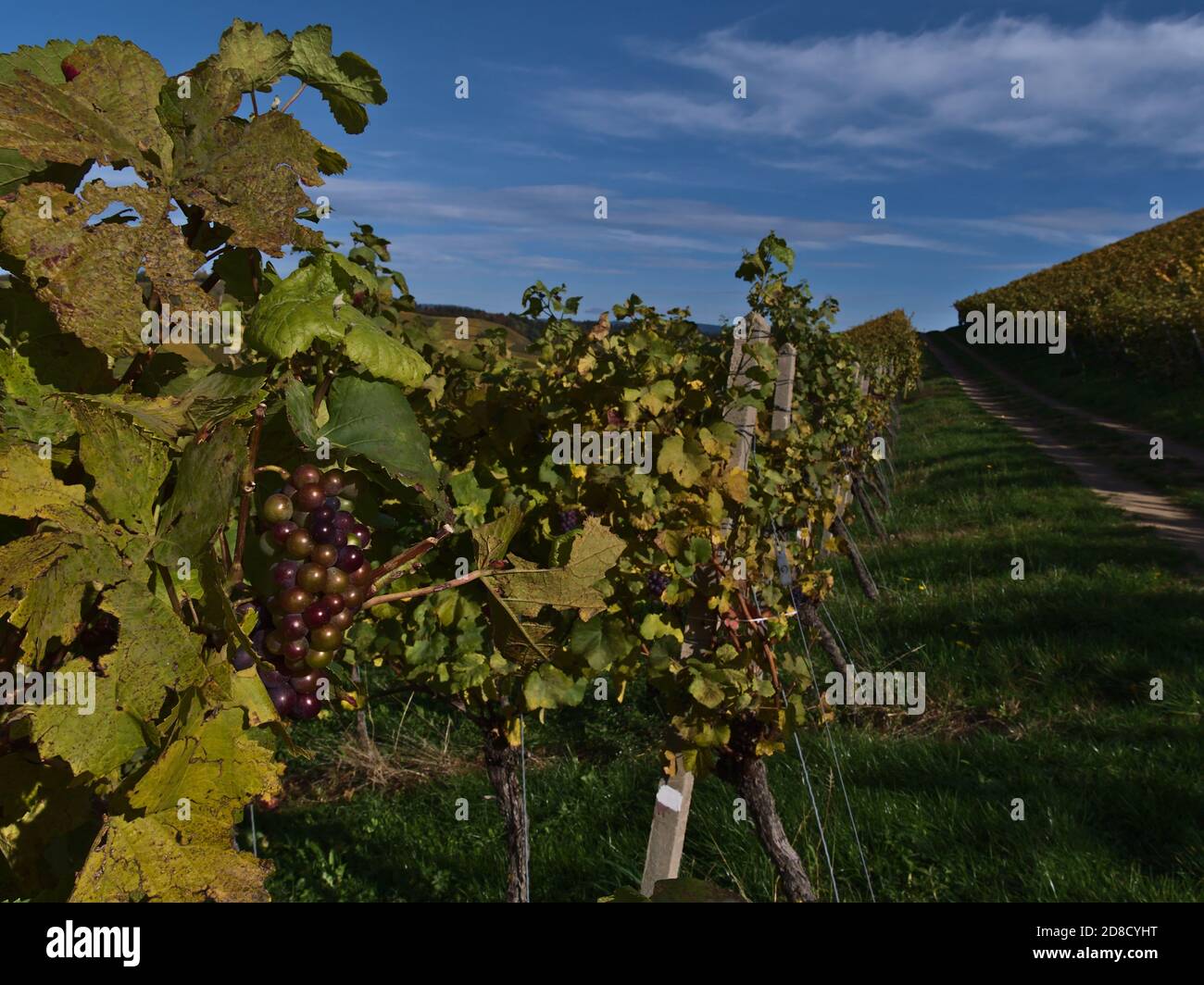 Bouquet de raisins de vigne colorés avec des feuilles vertes et jaunes à côté de la route de terre menant à travers les vignobles dans la région viticole populaire de Durbach. Banque D'Images