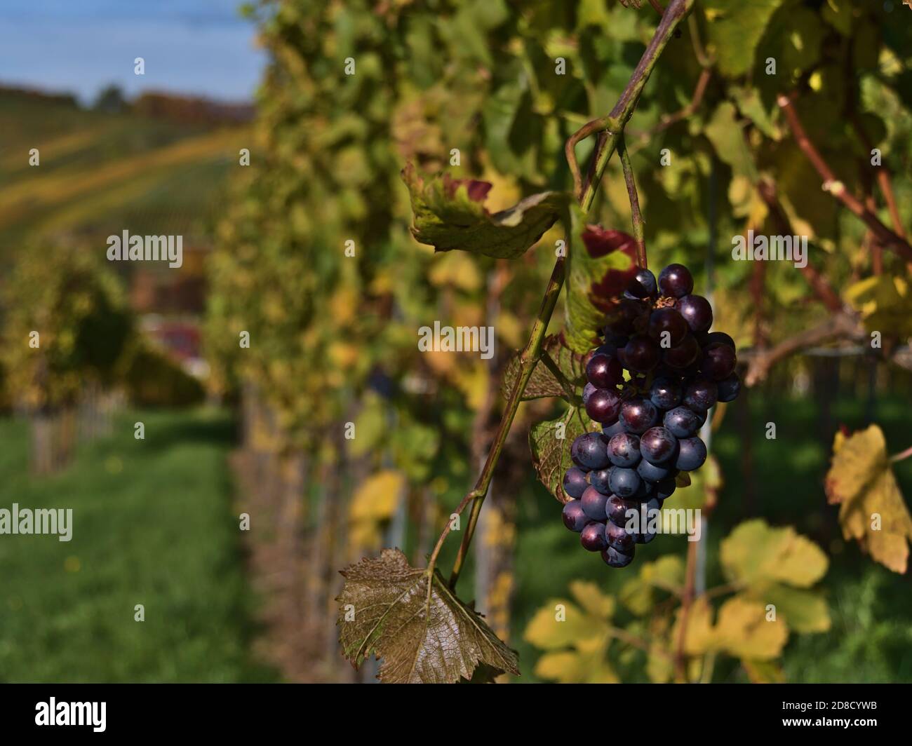 Vue rapprochée de magnifiques raisins de vigne colorés sur un vignoble aux feuilles de vigne vertes et jaunes en décoloration à Durbach, en Allemagne. Concentrez-vous sur les raisins avec du bokeh. Banque D'Images