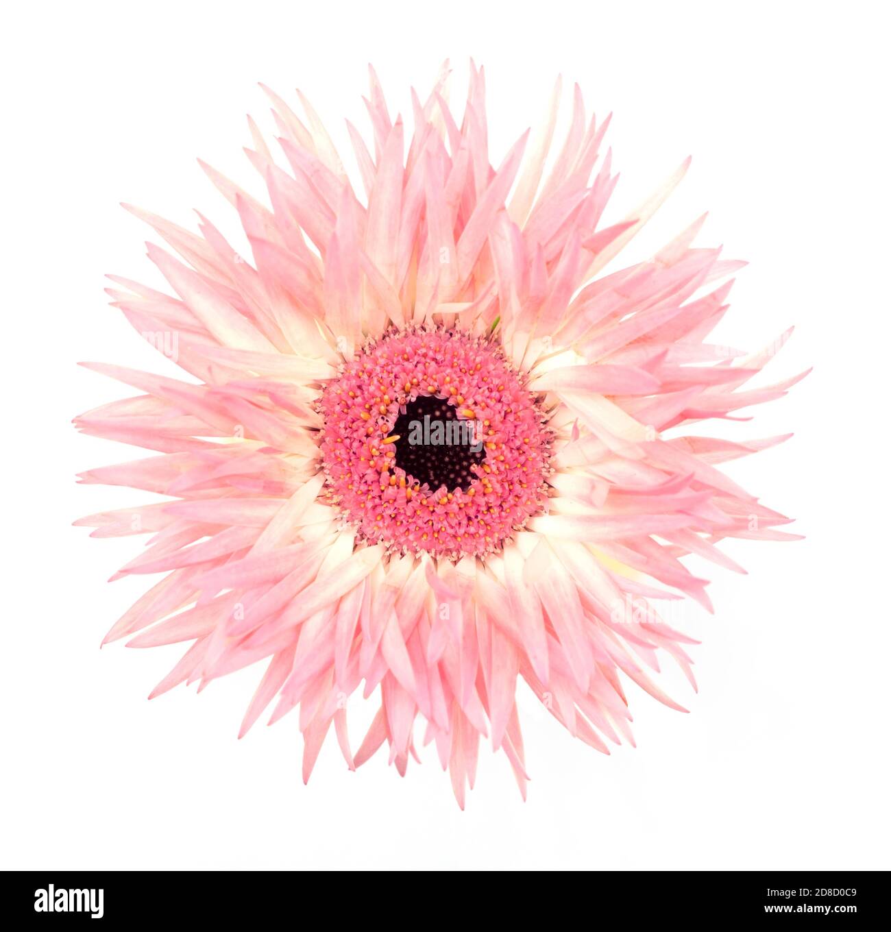 Rose pâle Gerber, araignée Gerbera Marguerite isolée sur fond blanc. Gerbera jamesonii. Banque D'Images