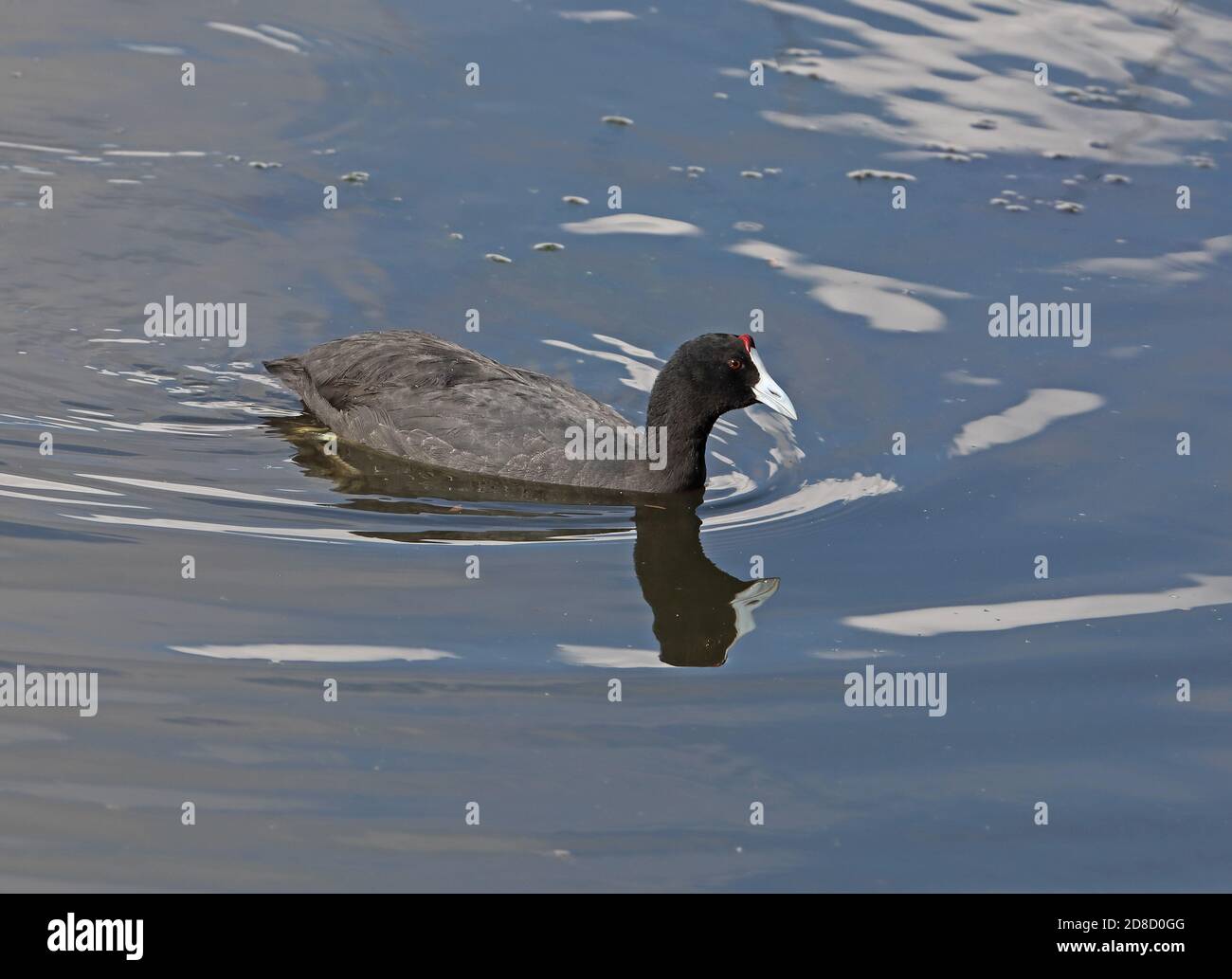 Croot à boutons rouges (Fulica cristata) adulte nageant Albufera, Majorque, Iles Baléares, Espagne Octobre Banque D'Images