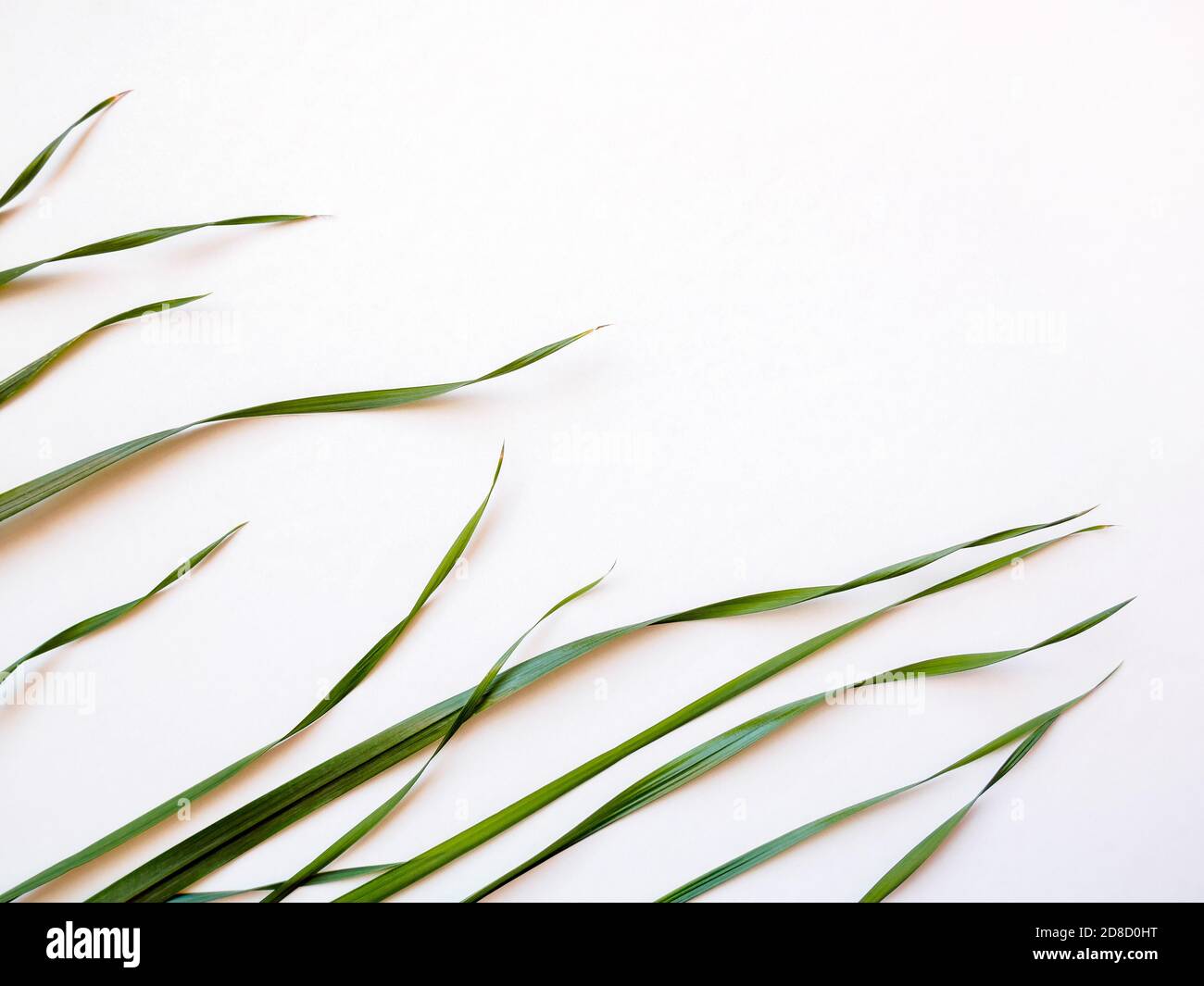 feuilles d'herbe d'avoine verte sur fond blanc Banque D'Images