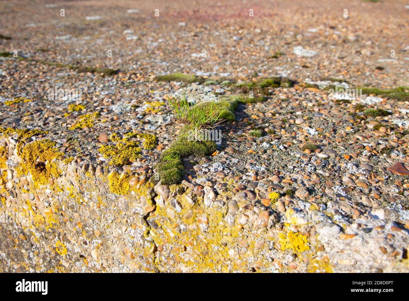 Des espèces pionnières mousent des plantes qui poussent dans des fissures dans du béton rugueux de pilpbox, Suffolk, Angleterre, Royaume-Uni Banque D'Images