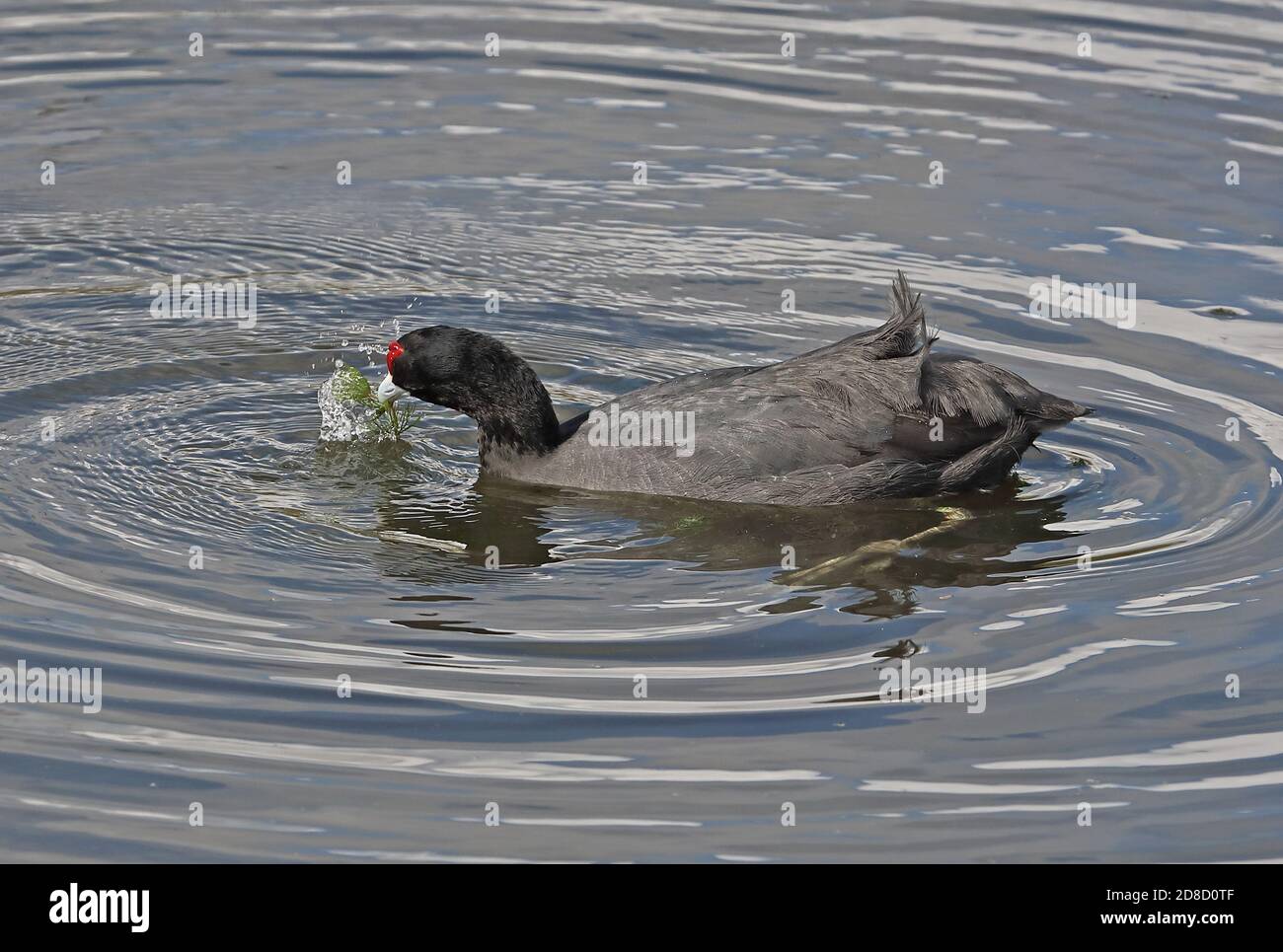 Coot à crapaud rouge (Fulica cristata) adulte se nourrissant sur l'herbe d'étang Albufera, Majorque, Iles Baléares, Espagne Octobre Banque D'Images